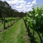 Brisbane Winery Tours